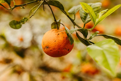 Photos gratuites de arbre, branche, fermer