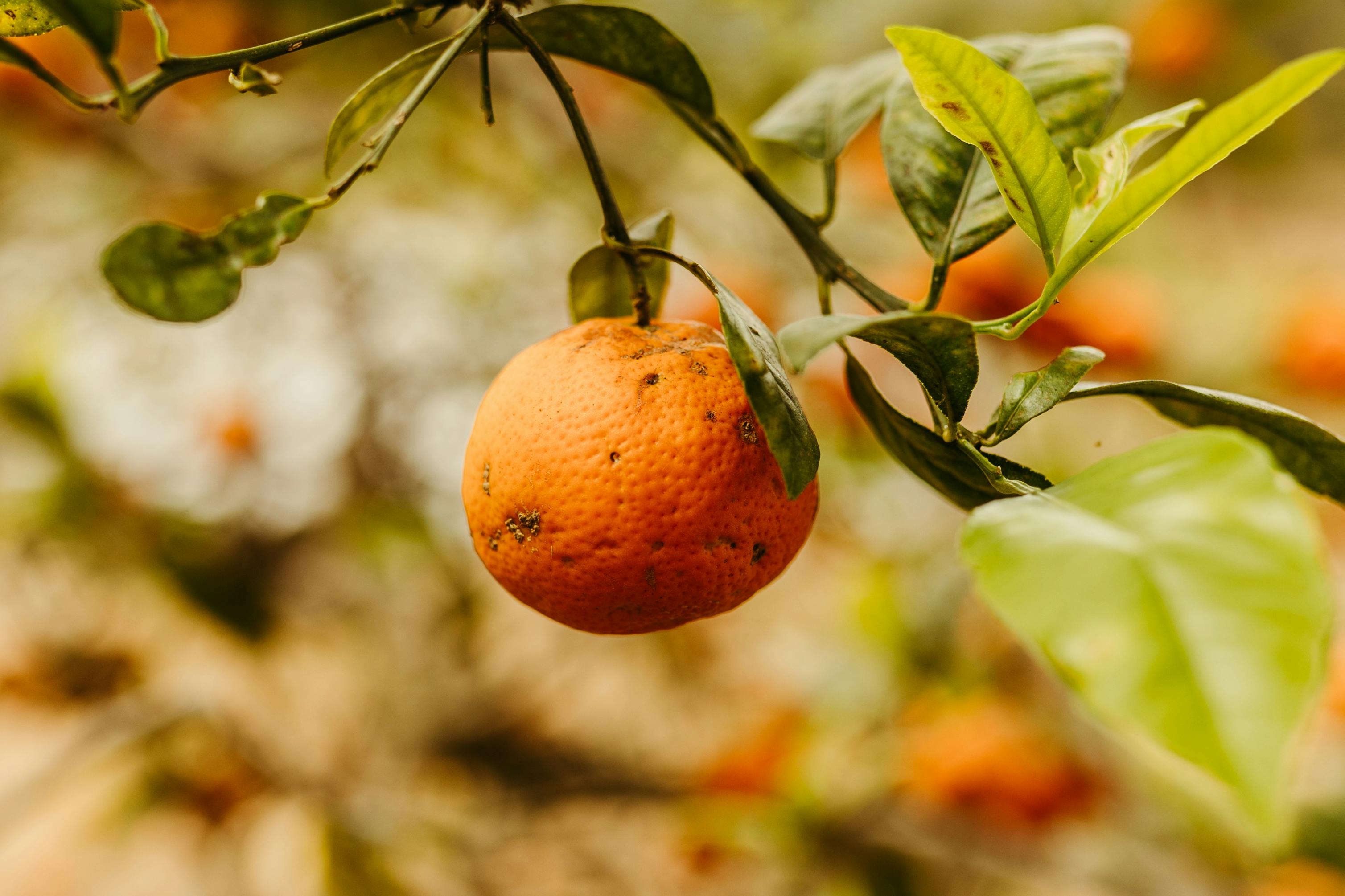 orange tree branch