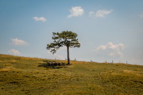 Sheep Grazing in Tree Shadow on Pasture