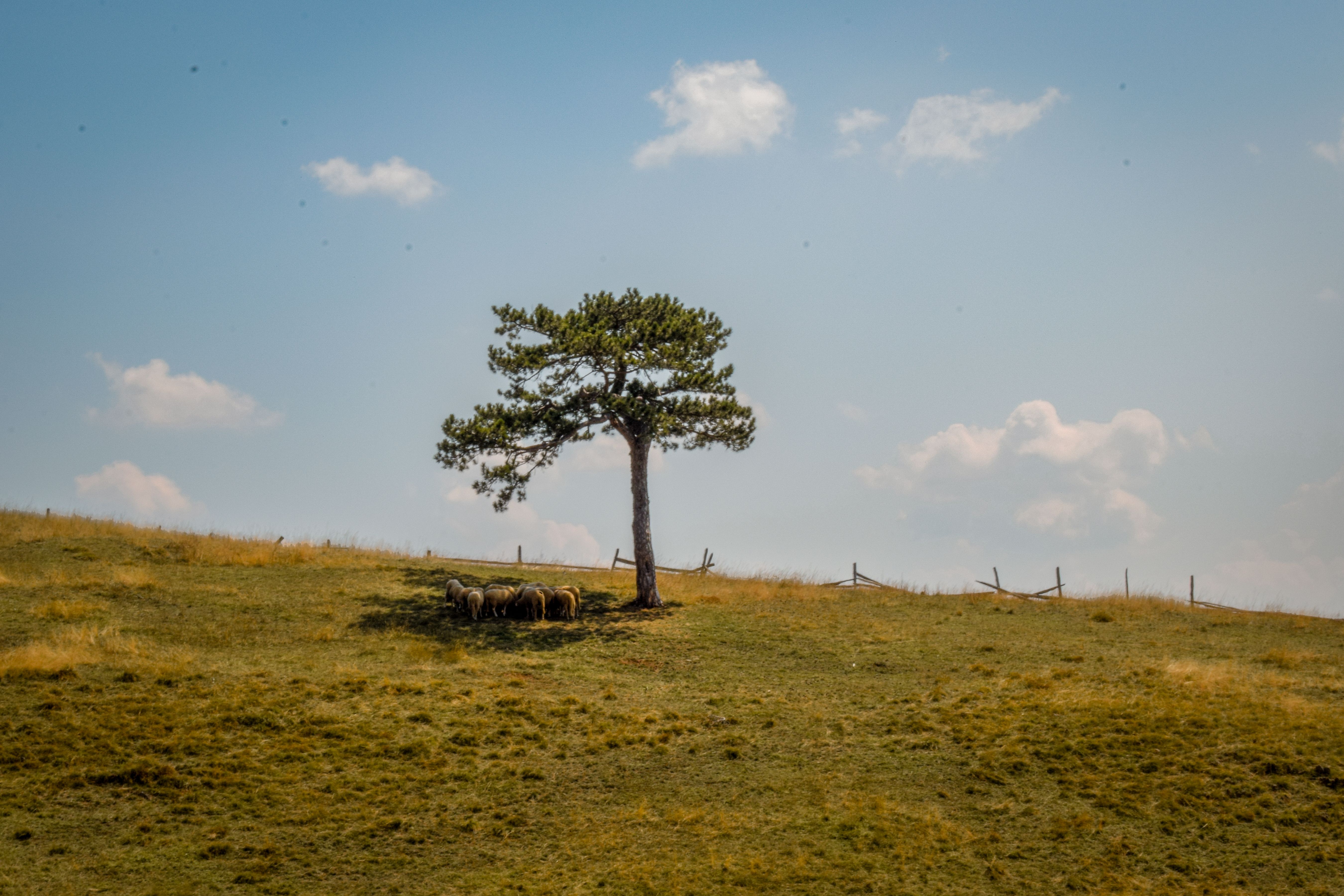 Farm Animals On A Grazing Land Free Stock Photo