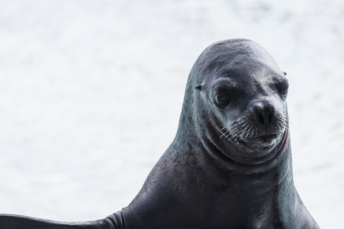 бесплатная Неглубокая фокусировка тюленя Стоковое фото