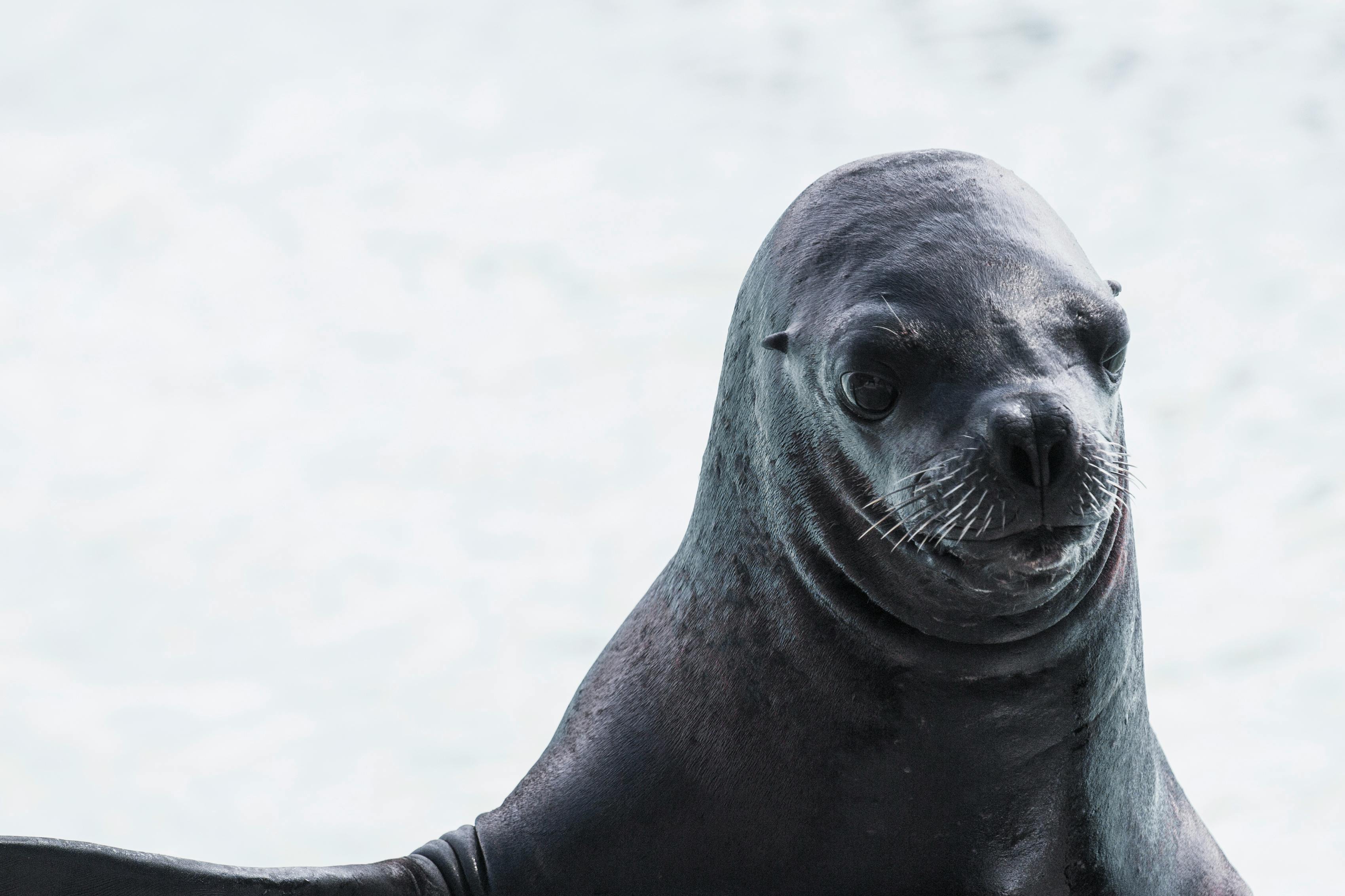 Shallow Focus Photography of Seal \u00b7 Free Stock Photo