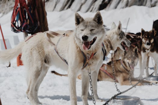 arctic dog sledding