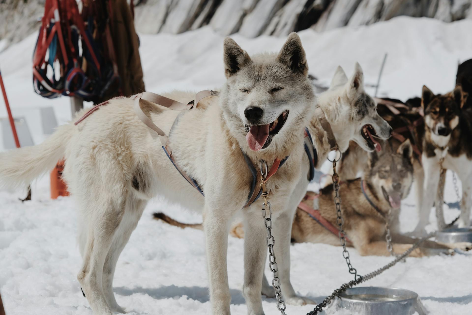 Husky Dogs in Snow