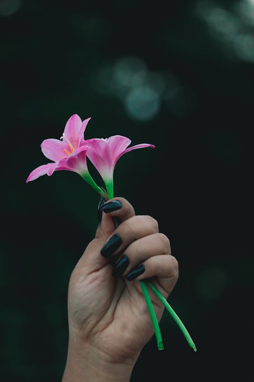 Gratis arkivbilde med blomster, hånd, hender menneskehender