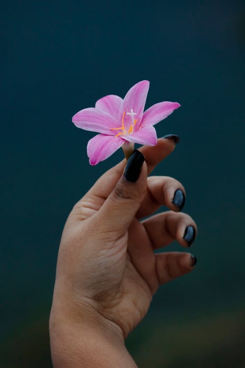Close-up of a Woman Holding a Pink Zephyr Lily