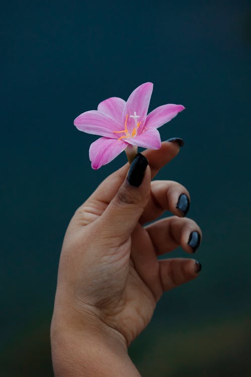 Free Close-up of a Woman Holding a Pink Zephyr Lily Stock Photo