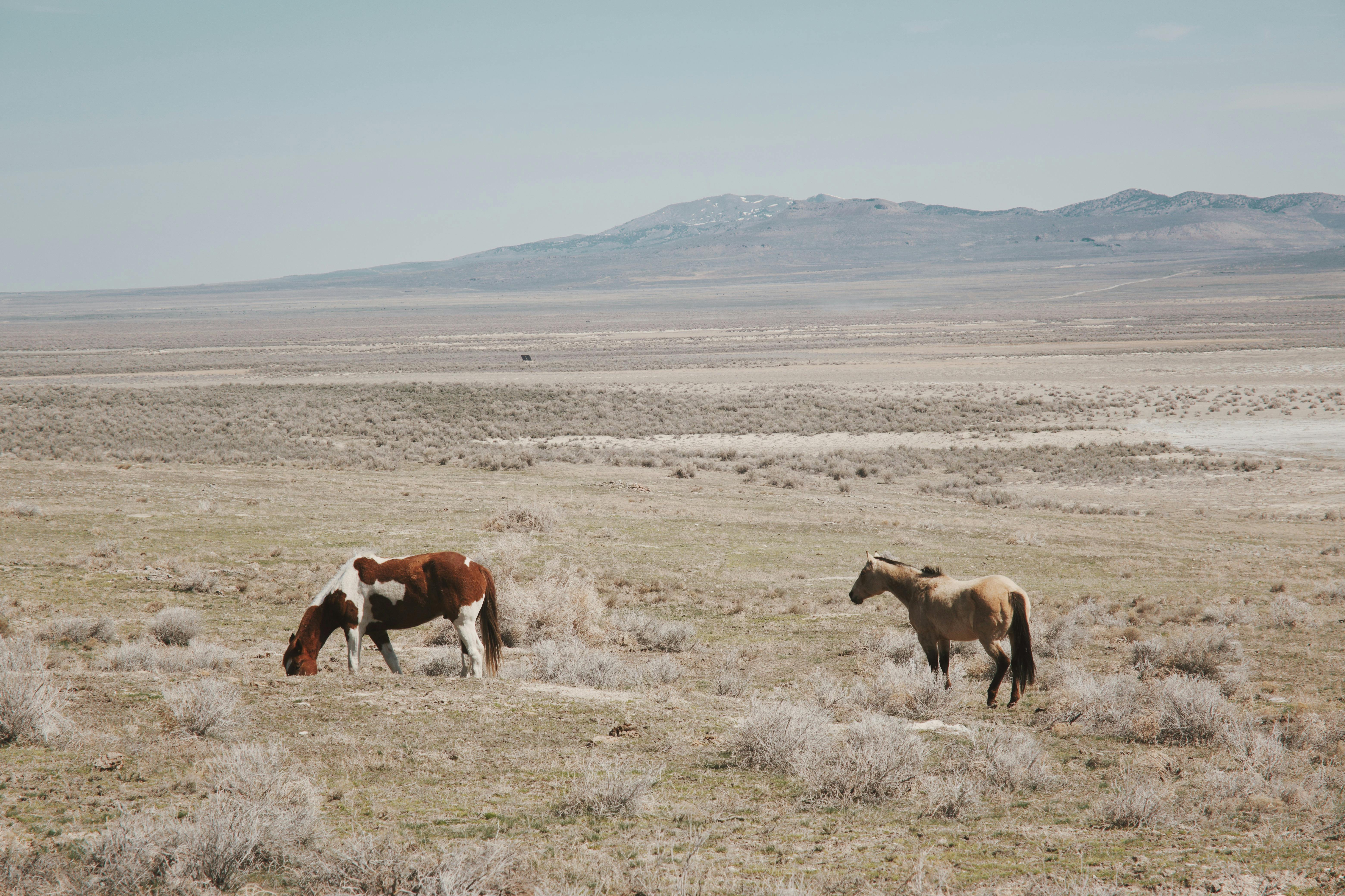 Two wild horses graze peacefully on a vast, open prairie under a clear summer sky.