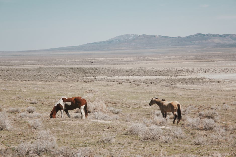 Two wild horses graze peacefully on a vast, open prairie under a clear summer sky.