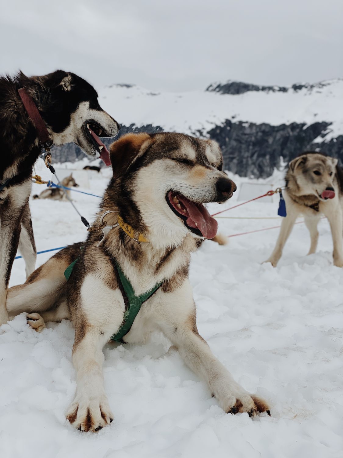 Husky Dogs in Snow · Free Stock Photo