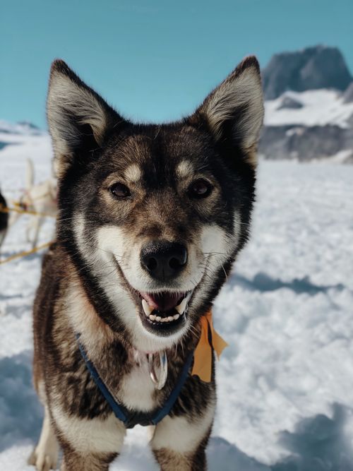 Free Close-up of a happy husky dog in a snowy winter scene, perfect as a mobile wallpaper. Stock Photo