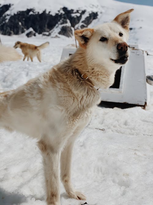 Základová fotografie zdarma na téma domácí mazlíček, fotografování zvířat, labradorský husky