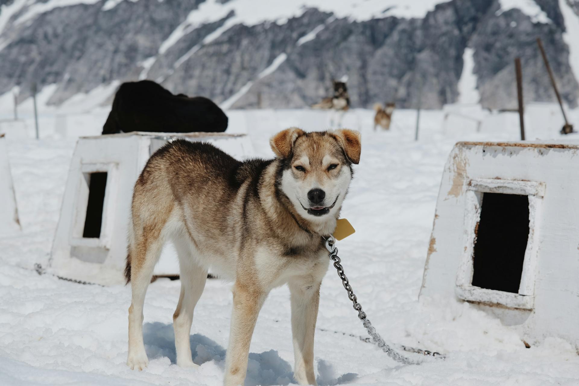 Husky dans la neige