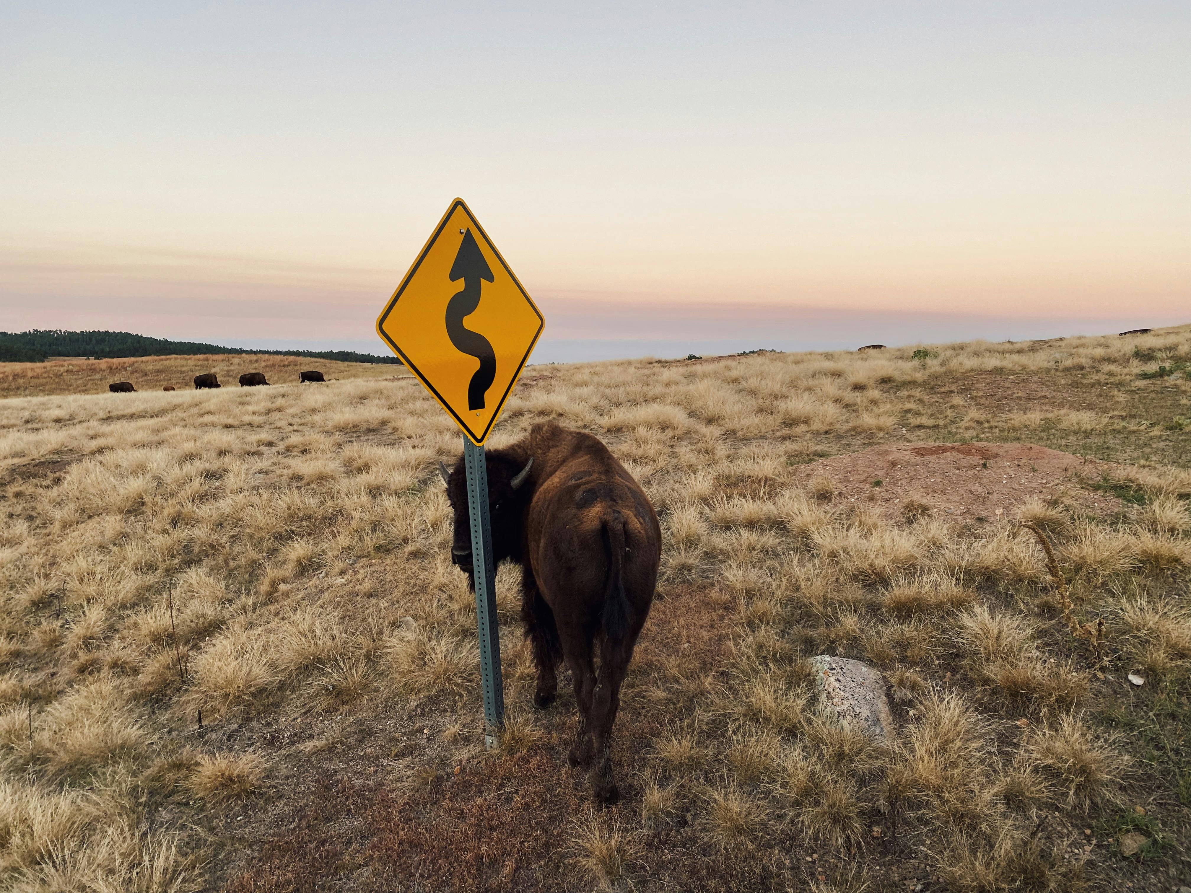 A lone bison stands beside a curvy road sign in a rural grassland at sunset.
