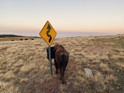 A Bull Beside a Road Sign