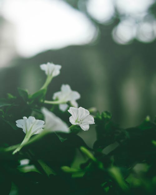 Darmowe zdjęcie z galerii z biały, kwiaty, natura