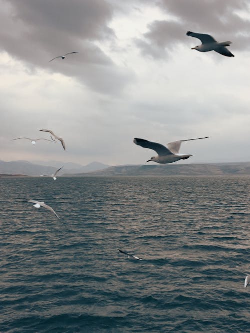 Seagulls Flying over Sea Coast