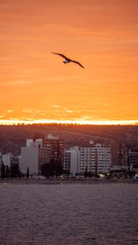 A bird soars over a coastal city at sunset, silhouetted against a vibrant orange sky.