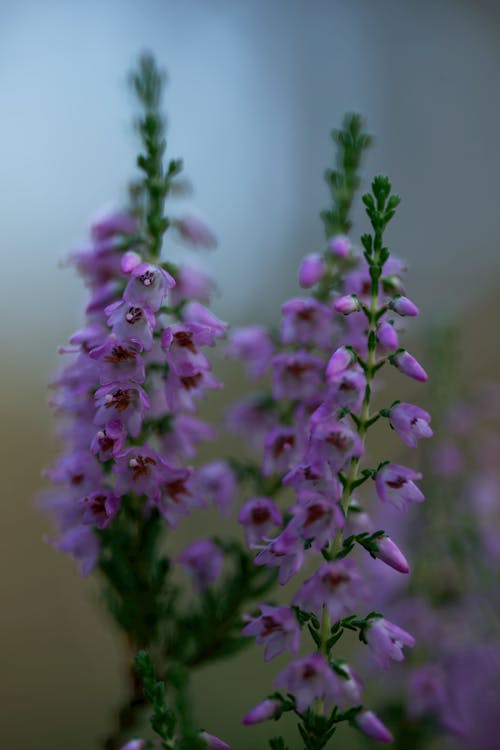 Ilmainen kuvapankkikuva tunnisteilla kasvit, kukat, lila