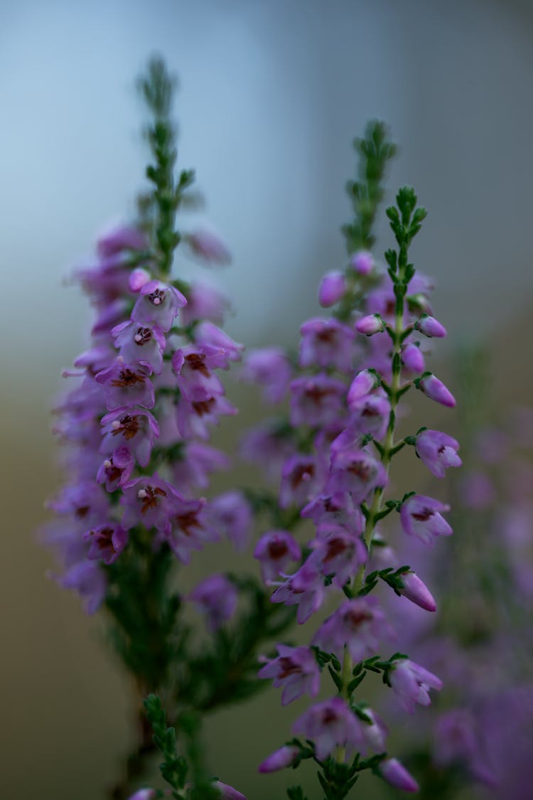 Purple Flowers In Nature