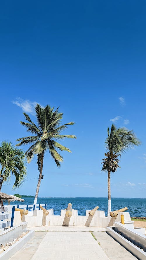 Gratis lagerfoto af palmer, sø, strand