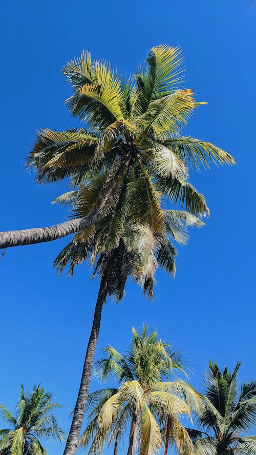 Gratis lagerfoto af palme træ, palmer