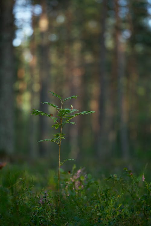 Small Plant in Forest