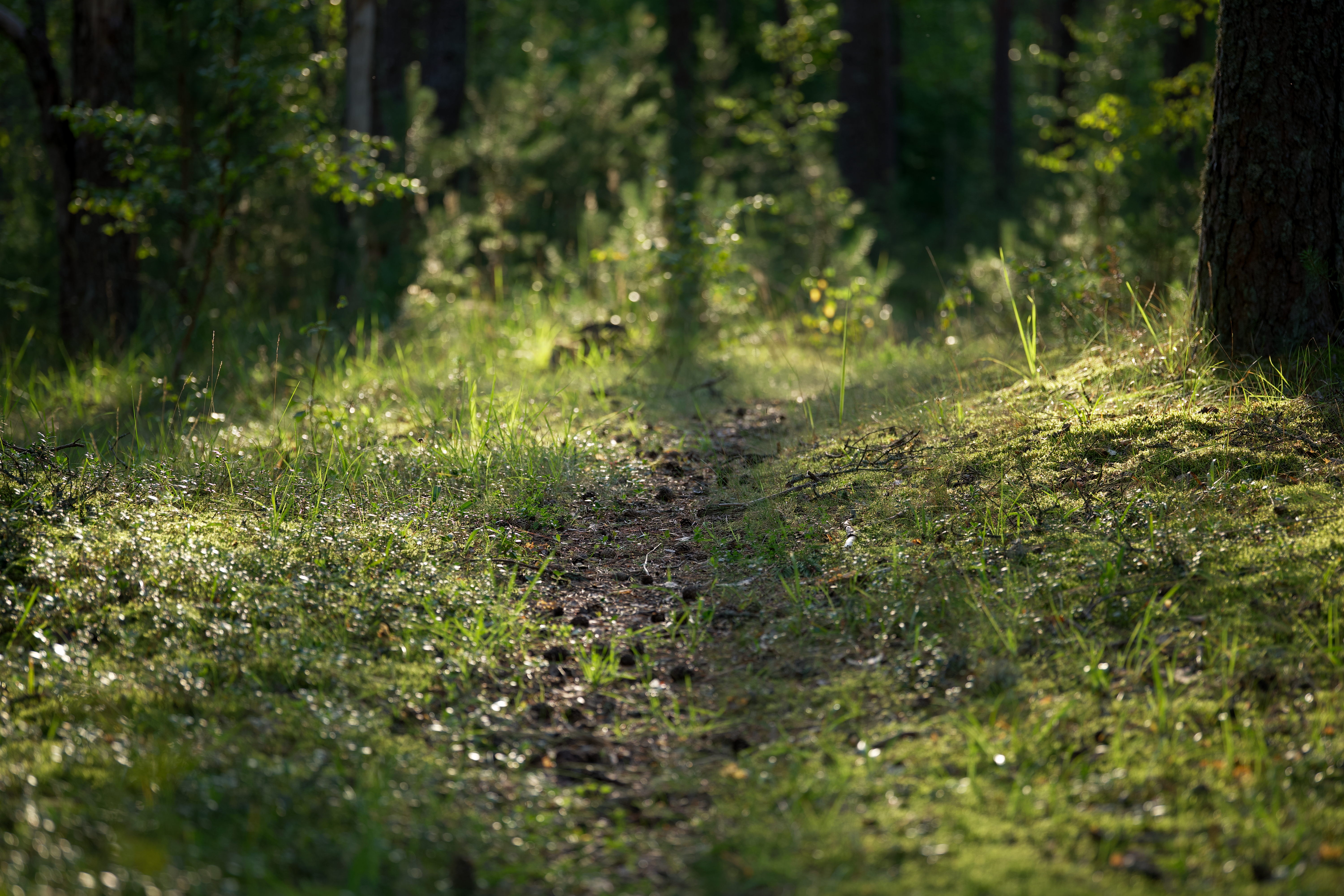 A peaceful forest path with warm sunlight filtering through the trees