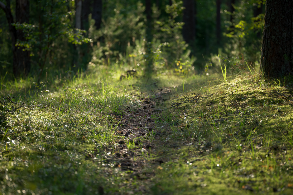 A peaceful forest path with warm sunlight filtering through the trees A peaceful forest path with warm sunlight filtering through the trees