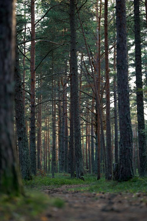 Gratis lagerfoto af fyrretræ, lodret skud, nåletræ