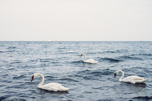 Free stock photo of baltic sea, horizon over water, swans