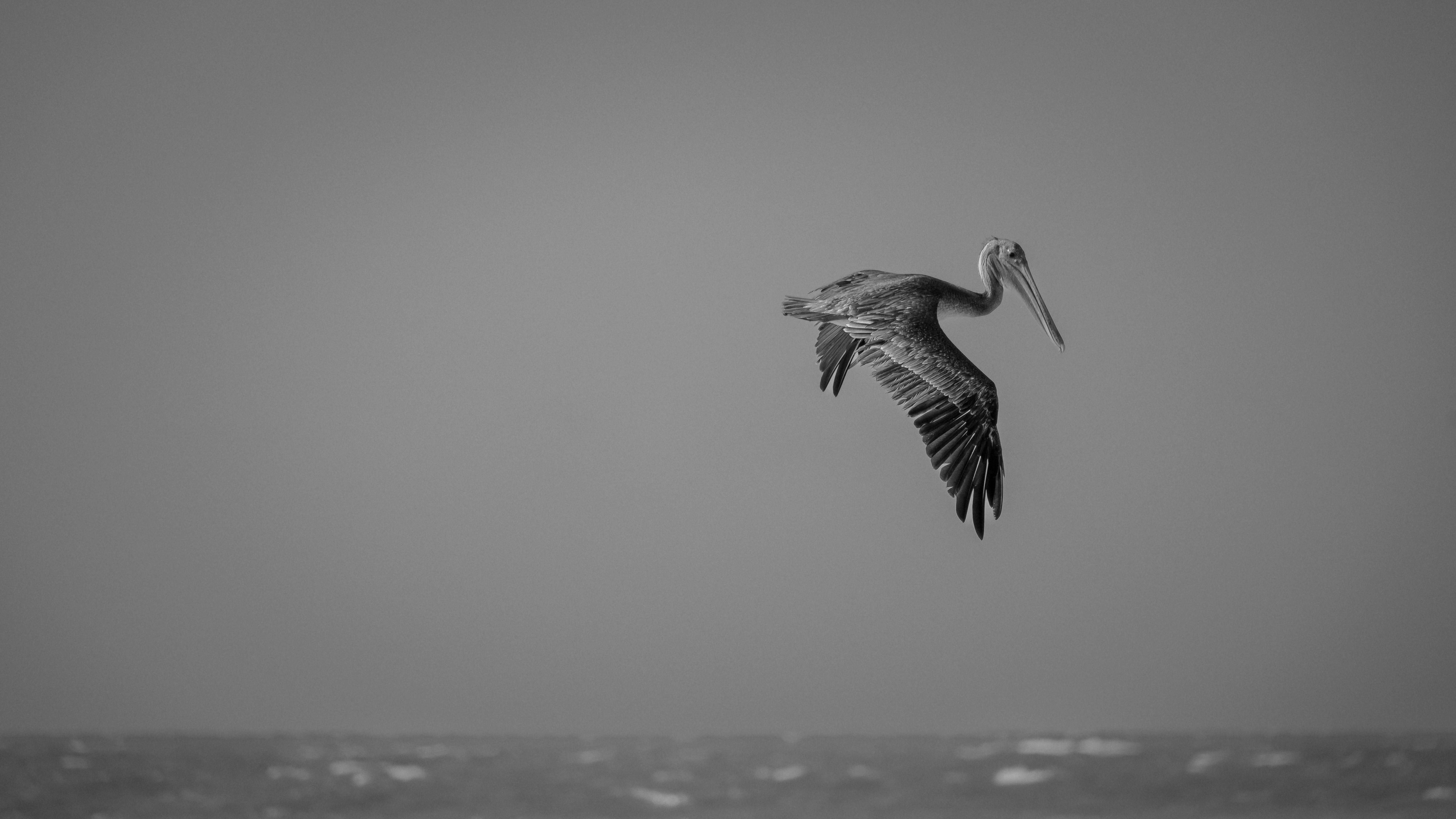 Black and white photo of a pelican soaring above the ocean in Sisal, Mexico.