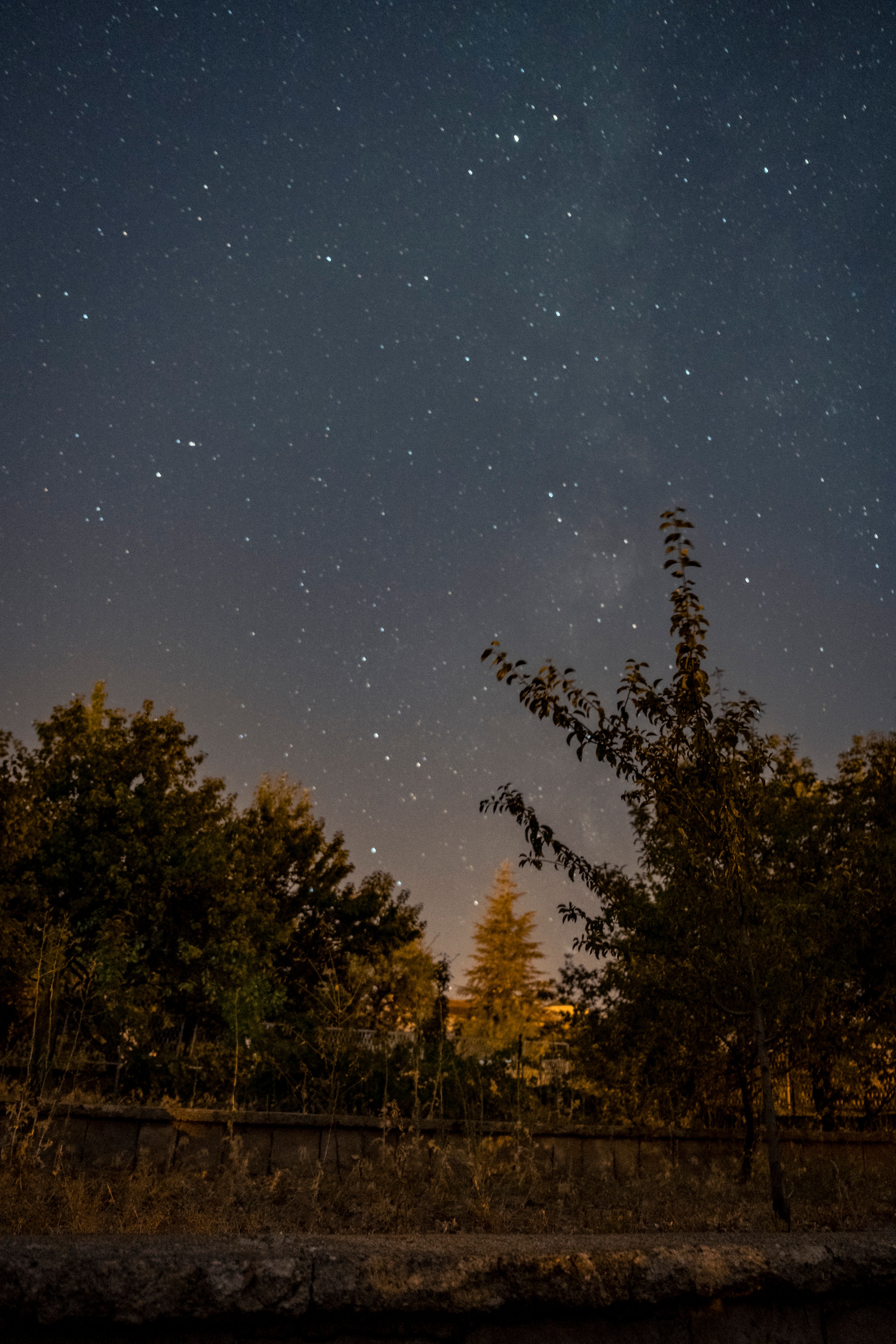 View of Trees and a Starry Night Sky · Free Stock Photo