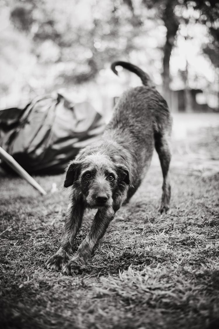 Dog Stretching On The Lawn