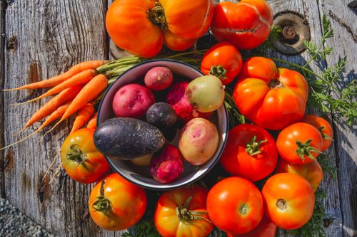 Free Summer Harvest Stock Photo