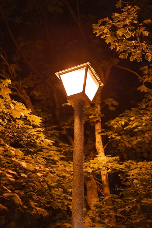 Trees around Street Lamp in Park at Night