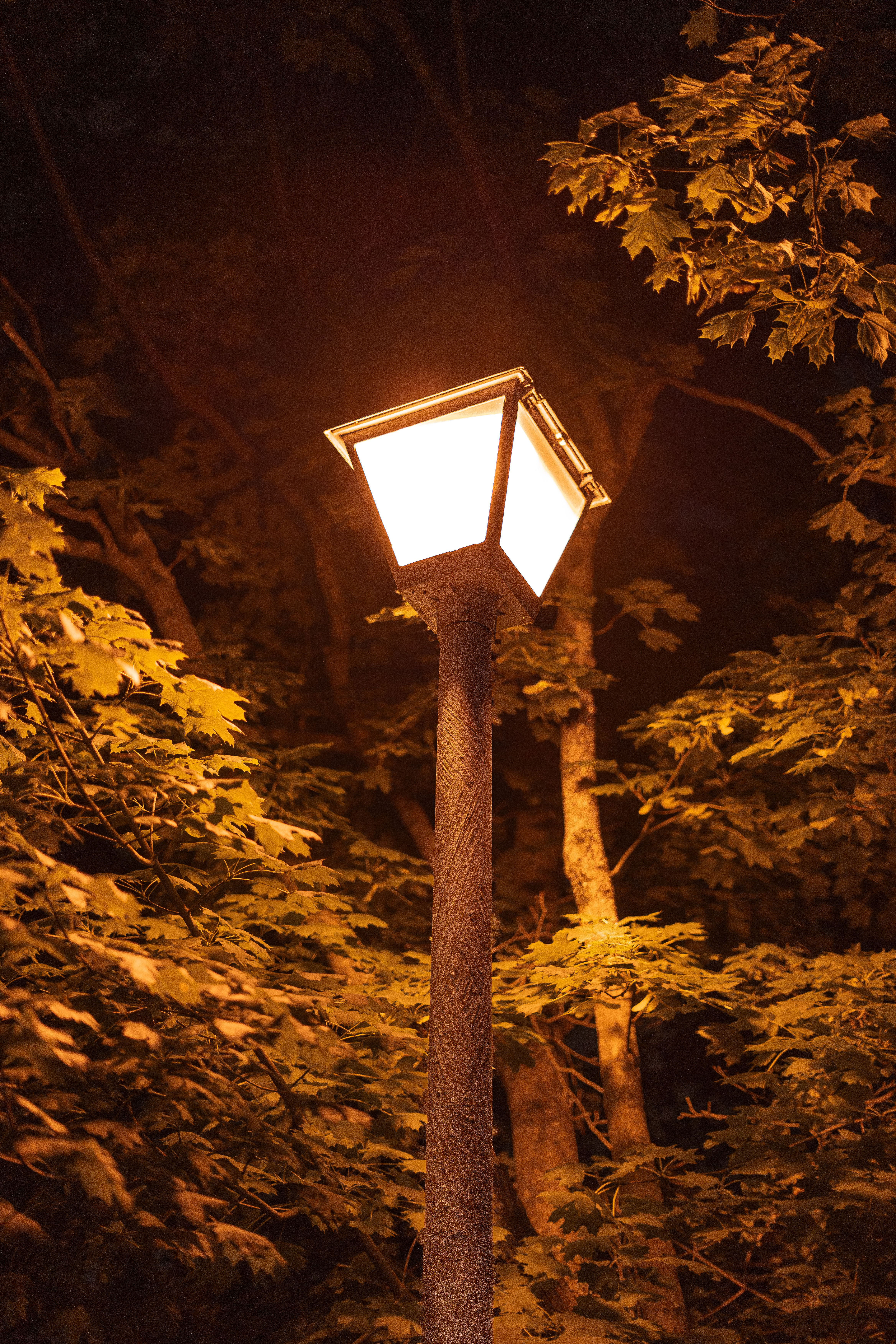 Trees around Street Lamp in Park at Night · Free Stock Photo