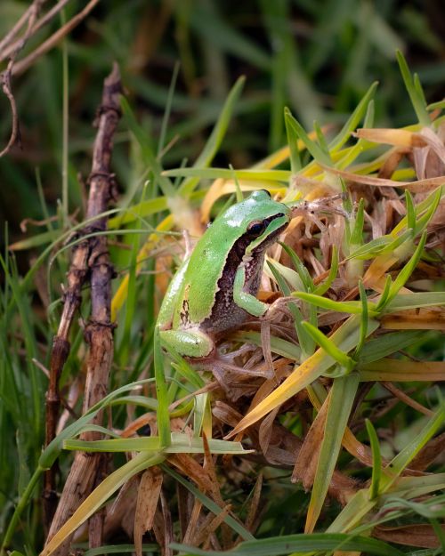 Free Close-up of a green frog in a grass environment in CDMX, Mexico. Stock Photo
