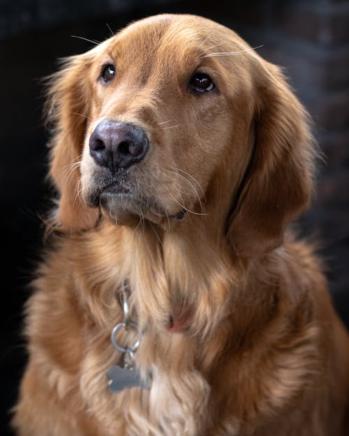 Gratis lagerfoto af dyrefotografering, golden retriever, hund