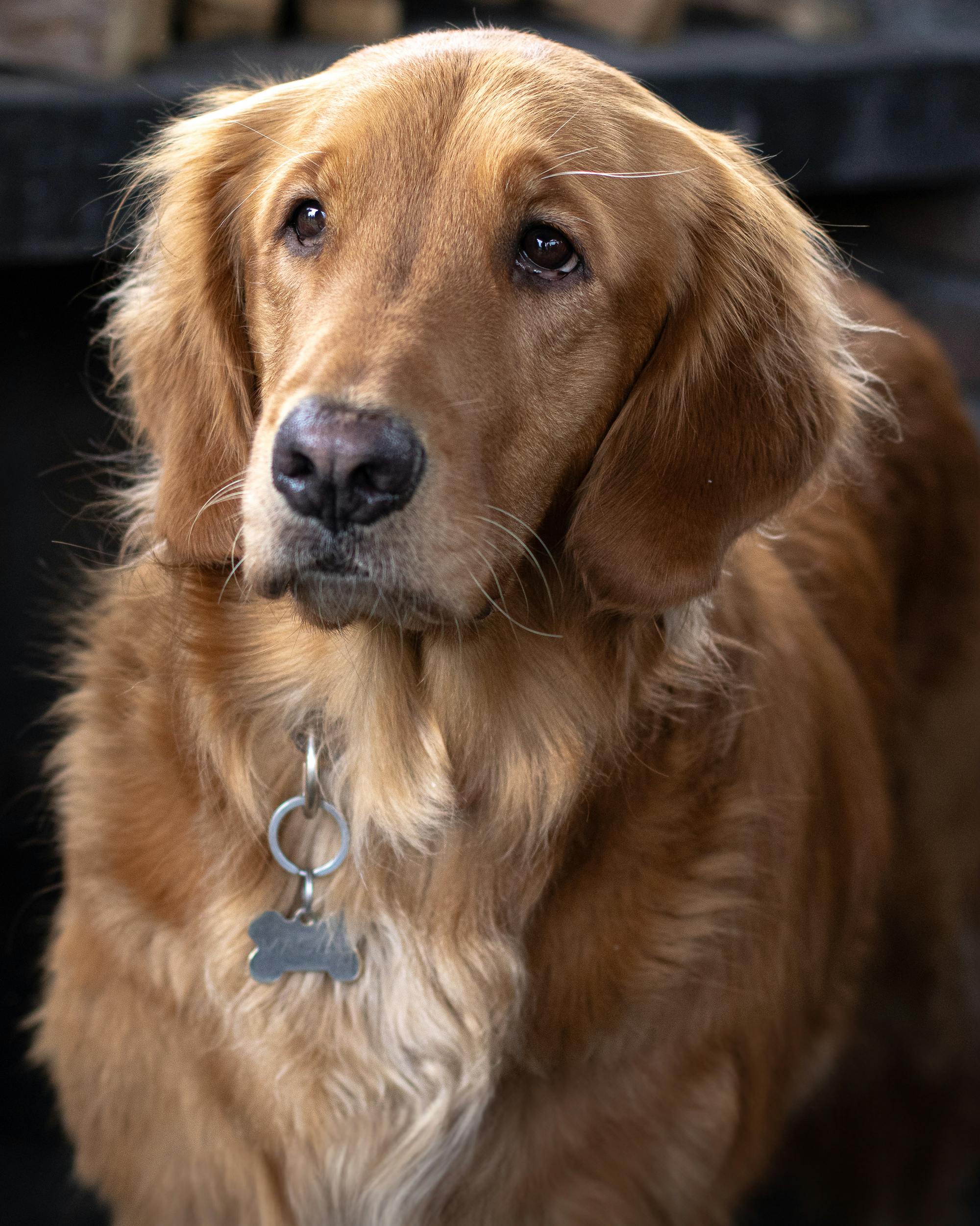 Red Golden Retriever: The King of Goldens - Marvelous Dogs