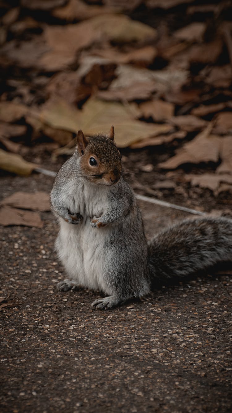 Close Up Of Standing Squirrel