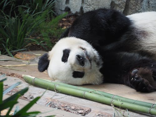熊貓 的 免费素材图片