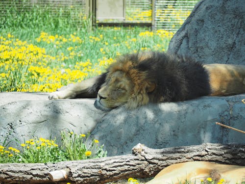 Fotos de stock gratuitas de dormido, león