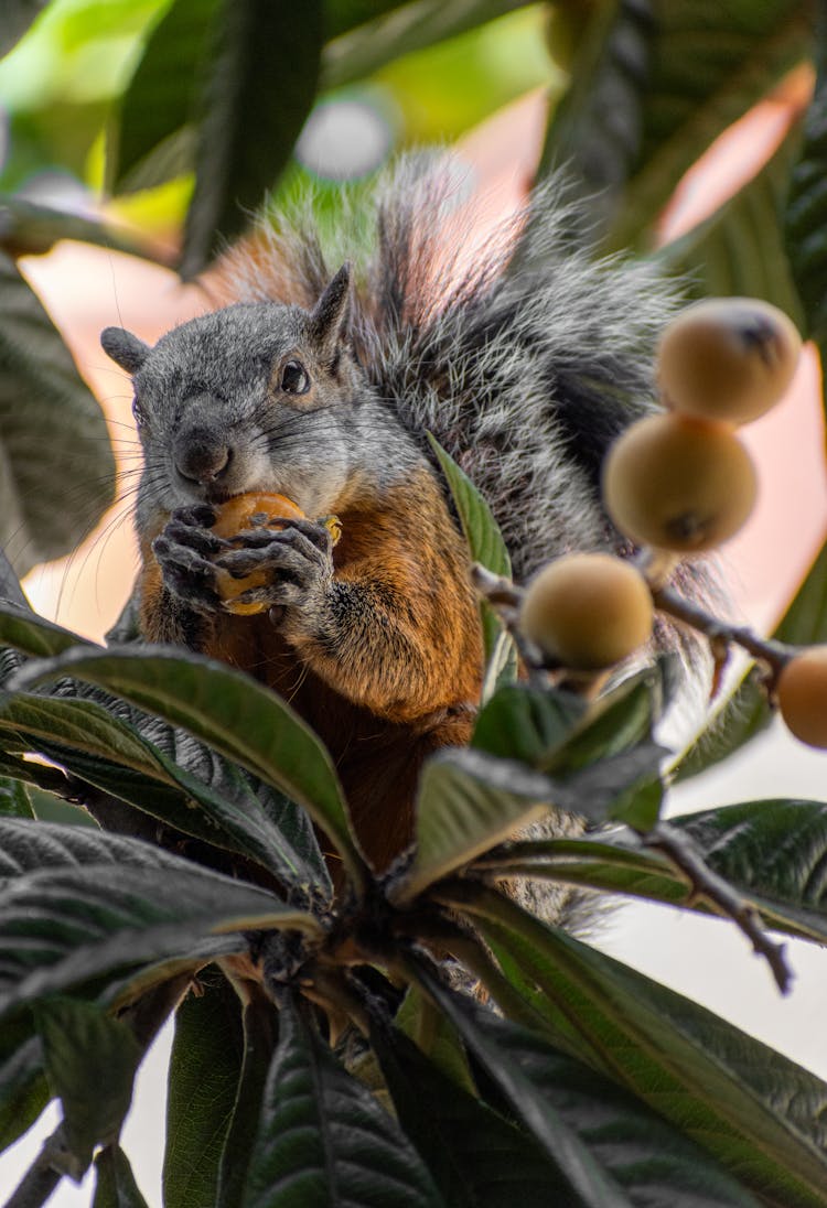 Squirrel Eating Fruit Among Leaves