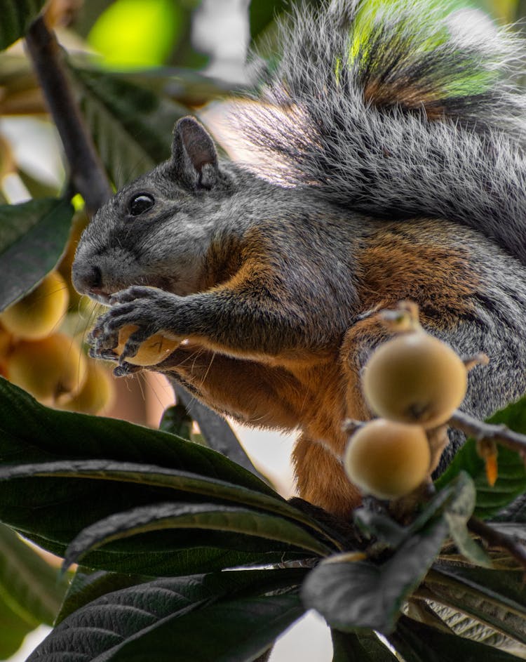 Squirrel Eating Fruit