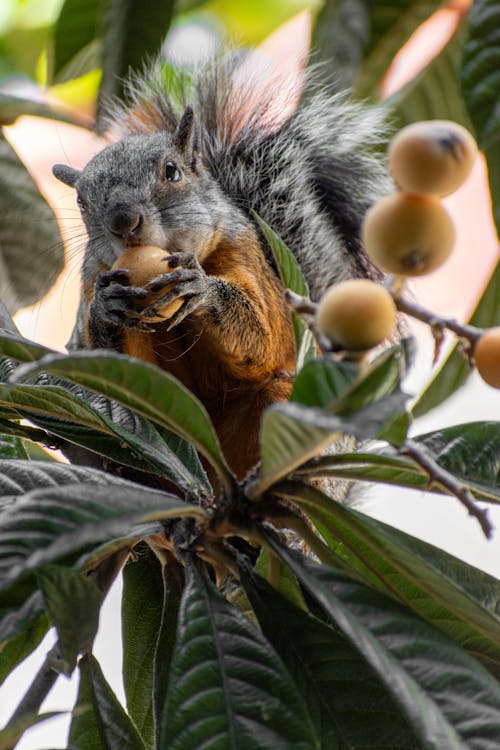 Squirrel Eating Fruit