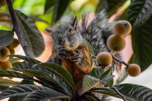 Squirrel with Fruit