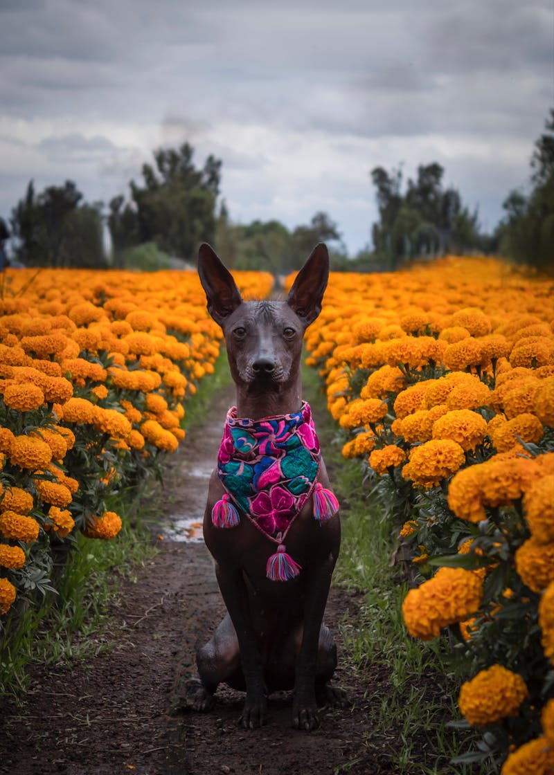 Aztec Marigolds Photos, Download The BEST Free Aztec Marigolds Stock ...