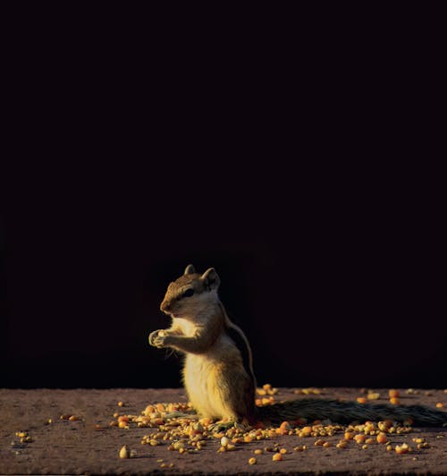 Kostenloses Stock Foto zu backenhörnchen, essen, festhalten