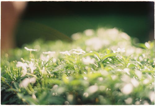 Blurred Plants in Nature